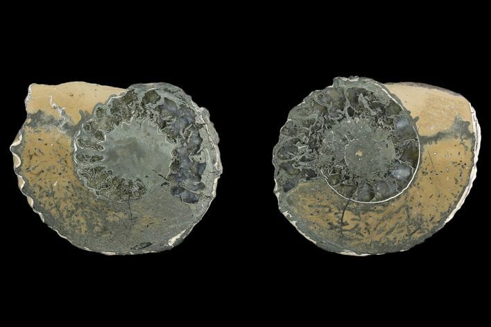 Cut Pyritized Ammonite (Pleuroceras) Fossil Pair - Germany #125373